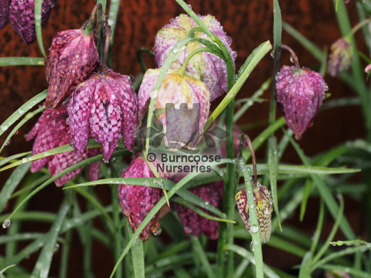 Fritillaria meleagris
