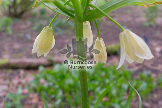 Fritillaria raddeana