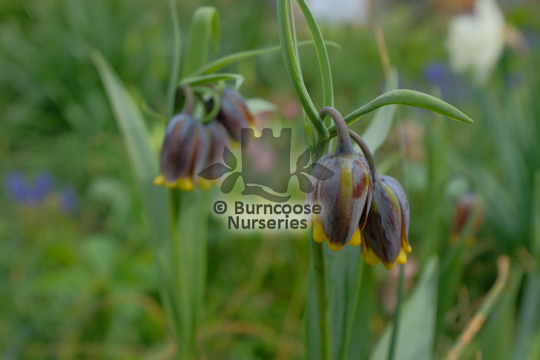 Fritillaria uva vulpris