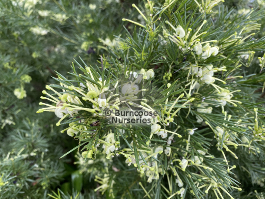 Grevillea juniperina Alba