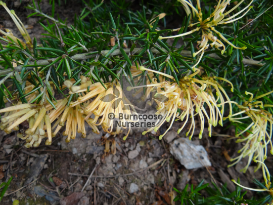 Grevillea juniperina sulphurea