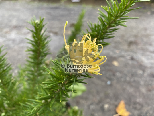 Grevillea juniperina sulphurea