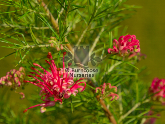 Grevillea Olympic Flame