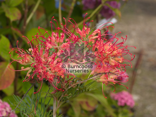 Grevillea Robyn Gordon