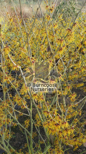 Hamamelis x intermedia Harry