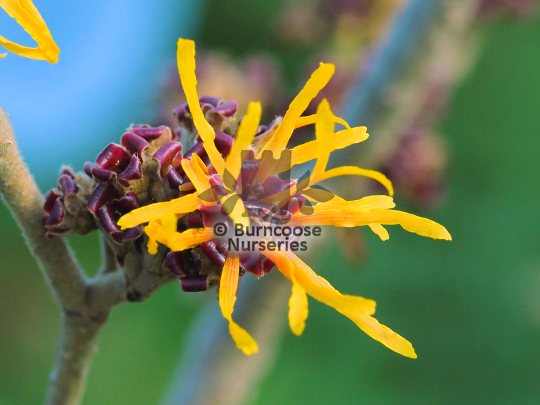 Hamamelis x intermedia Jelena