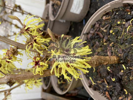 Hamamelis x intermedia Sunburst