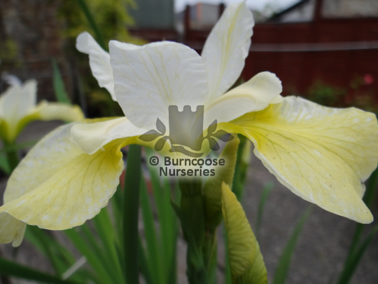 Iris sibirica Butter & Sugar