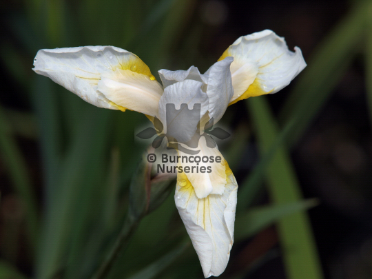 Iris sibirica Snow Queen