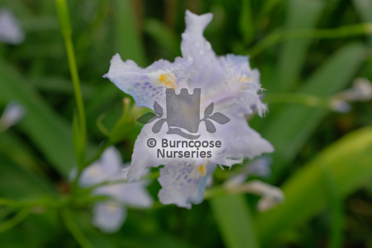 Iris wattii