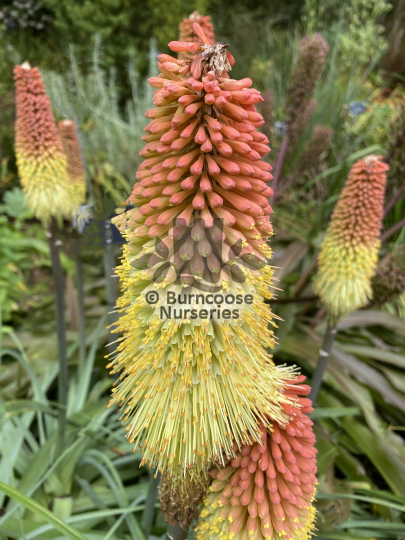 Kniphofia caulescens Oxford Blue