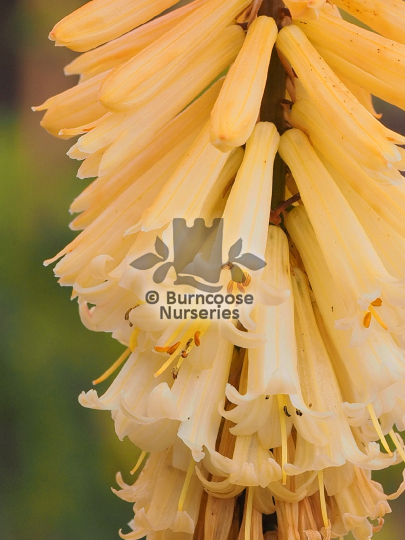 Kniphofia Tawny King