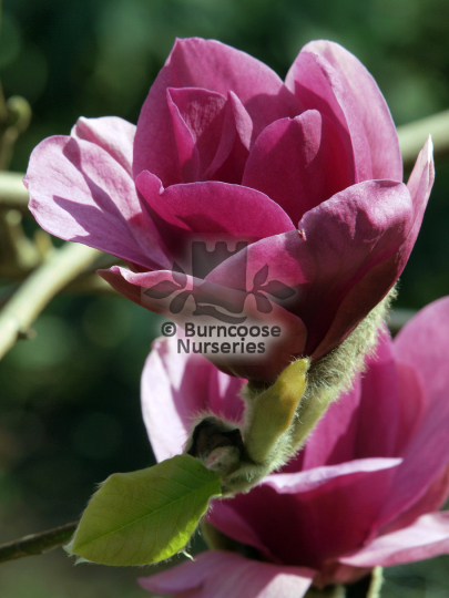 Magnolia Ians Red