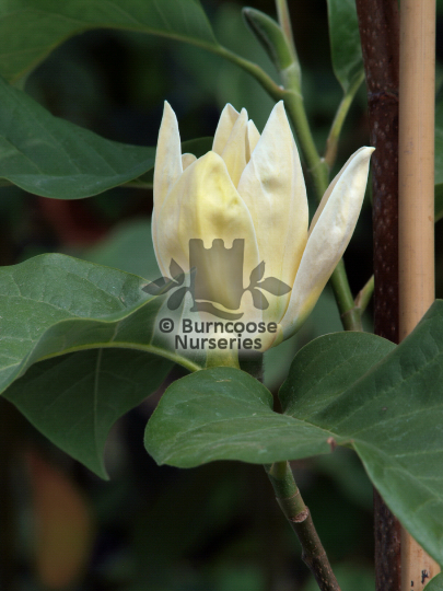 Magnolia x brooklynensis Yellow Bird