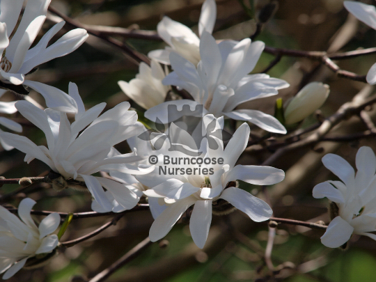 Magnolia x loebneri Donna