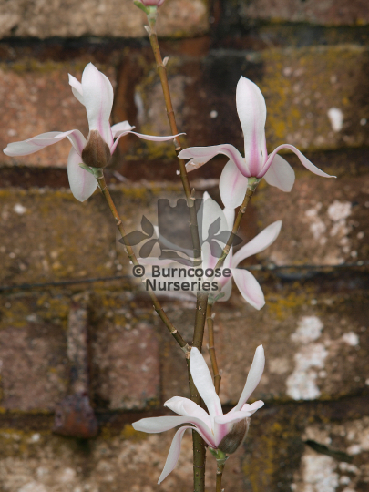 Magnolia zenii