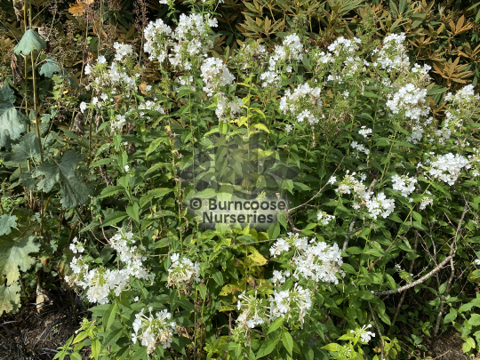 Phlox paniculata Mount Fuji