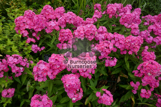 Phlox paniculata Otley Choice