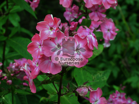 Phlox paniculata Rijnstroom