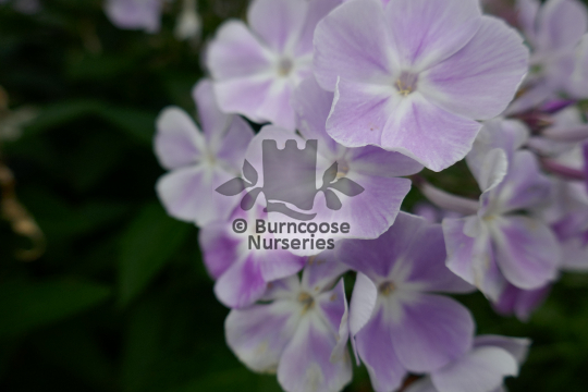 Phlox paniculata Violetta Gloriosa