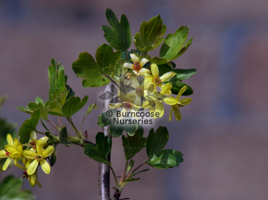 Ribes odoratum