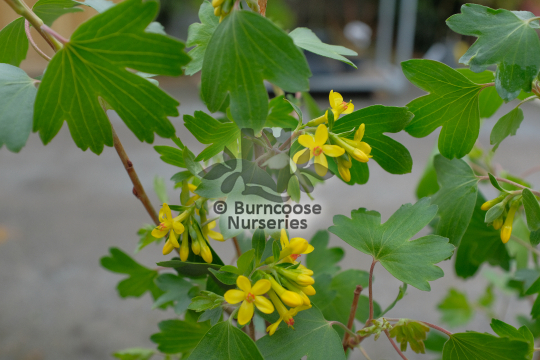 Ribes odoratum