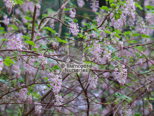 Ribes praecox