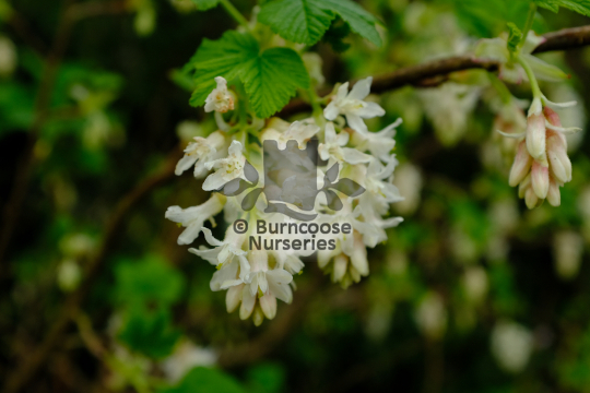Ribes sanguineum Elkingtons White