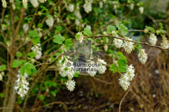 Ribes sanguineum Elkingtons White