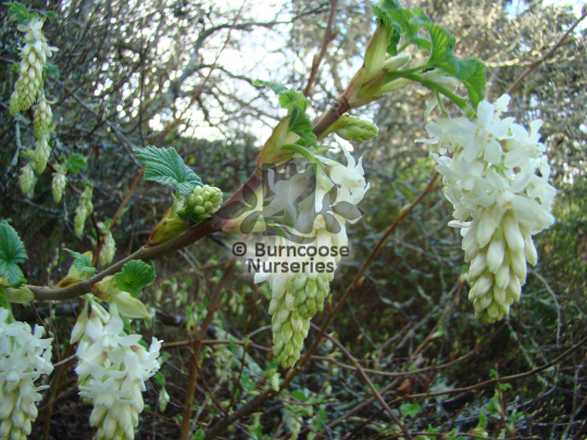 Ribes sanguineum White Icicle