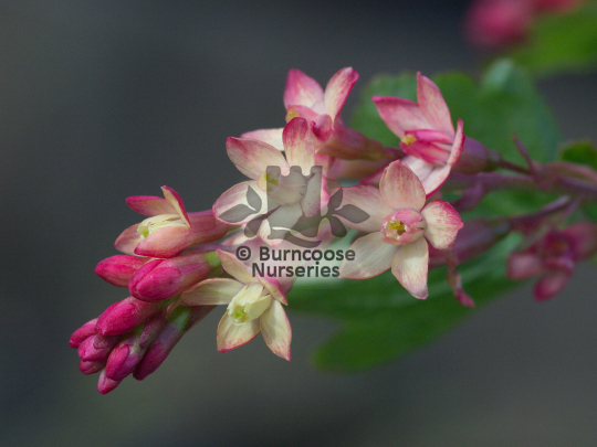 Ribes x gordanianum