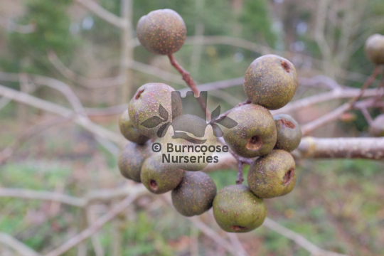 Sorbus megalocarpa