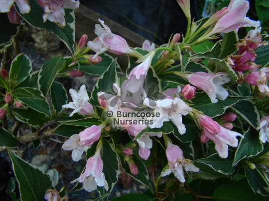 Weigela florida Suzanne