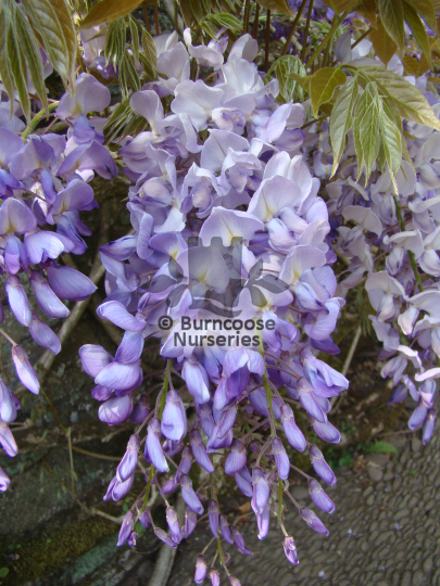 Wisteria sinensis