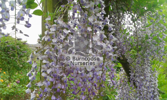 Wisteria sinensis Blue Sapphire