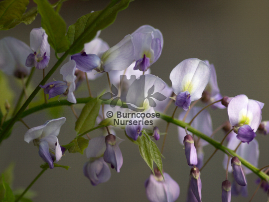 Wisteria x Caroline